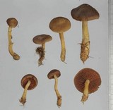 Cortinarius semisanguineus image