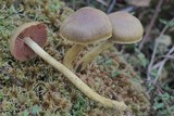 Cortinarius semisanguineus image