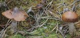 Cortinarius stillatitius image