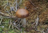 Cortinarius stillatitius image