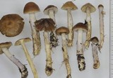 Cortinarius stillatitius image