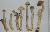 Cortinarius stillatitius image