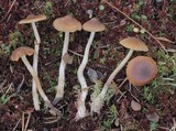 Cortinarius striaepilus image