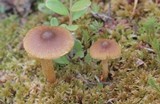 Cortinarius striaepilus image