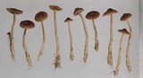 Cortinarius striaepilus image