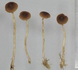 Cortinarius striaepilus image
