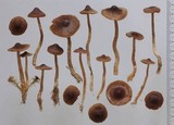 Cortinarius striaepilus image