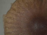 Cortinarius striaepilus image