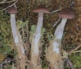 Cortinarius flos-paludis image