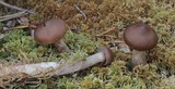 Cortinarius flos-paludis image