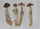 Cortinarius flos-paludis image