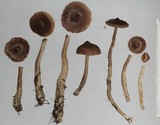 Cortinarius flos-paludis image