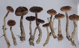 Cortinarius flos-paludis image