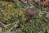 Cortinarius flexipes image