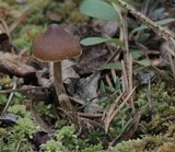 Cortinarius flexipes image