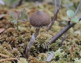 Cortinarius flexipes image