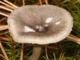 Cantharellula umbonata image
