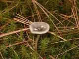 Cantharellula umbonata image