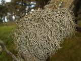 Dendrographa alectoroides image