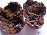 Lycoperdon pratense image