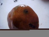 Suillus brevipes image