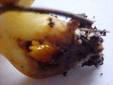 Suillus luteus image