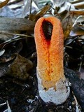 Clathrus columnatus image