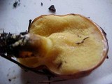 Suillus luteus image