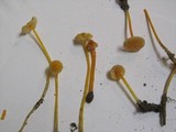Mycena crocea image