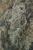 Dendrographa alectoroides image