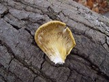 Pleurotus pulmonarius image
