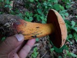 Boletus luridus image