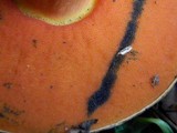 Boletus luridus image
