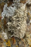 Dendrographa leucophaea image