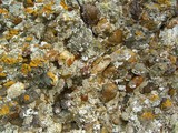 Dendrographa leucophaea image