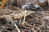 Mycena griseoviridis image