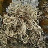 Dendrographa leucophaea image