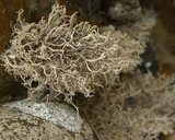 Dendrographa leucophaea image
