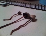 Psilocybe semilanceata image