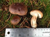 Tricholoma imbricatum image