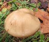 Hymenopellis megalospora image