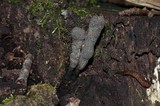 Xylaria grammica image