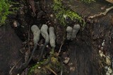 Xylaria grammica image