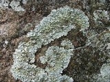 Punctelia hypoleucites image