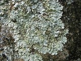 Punctelia hypoleucites image