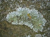 Punctelia hypoleucites image