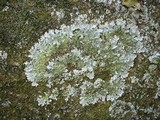 Punctelia hypoleucites image