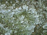 Punctelia hypoleucites image