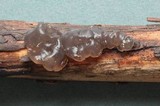 Exidia truncata image