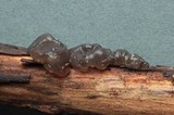 Exidia truncata image